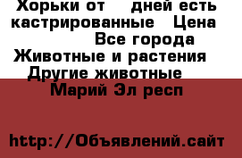   Хорьки от 35 дней есть кастрированные › Цена ­ 2 000 - Все города Животные и растения » Другие животные   . Марий Эл респ.